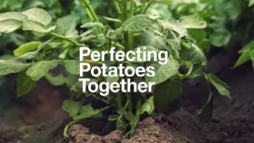 Perfecting-Potatoes-Together